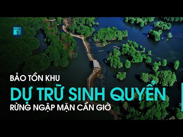 Khu dự trữ sinh quyển Rừng ngập mặn Cần Giờ: “Bức tường xanh” cho môi trường TP.HCM
